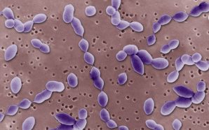 streptococcus pneumoniae