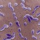 streptococcus pneumoniae