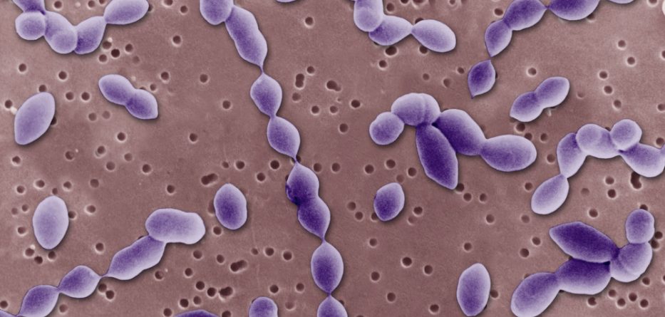 streptococcus pneumoniae